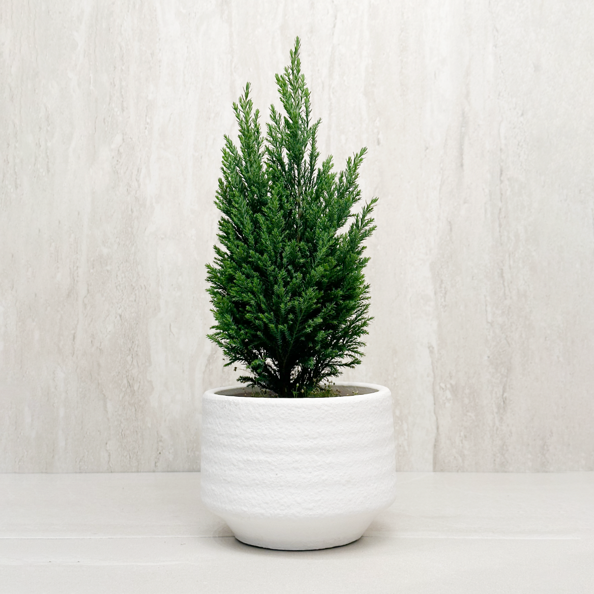 european plant 4