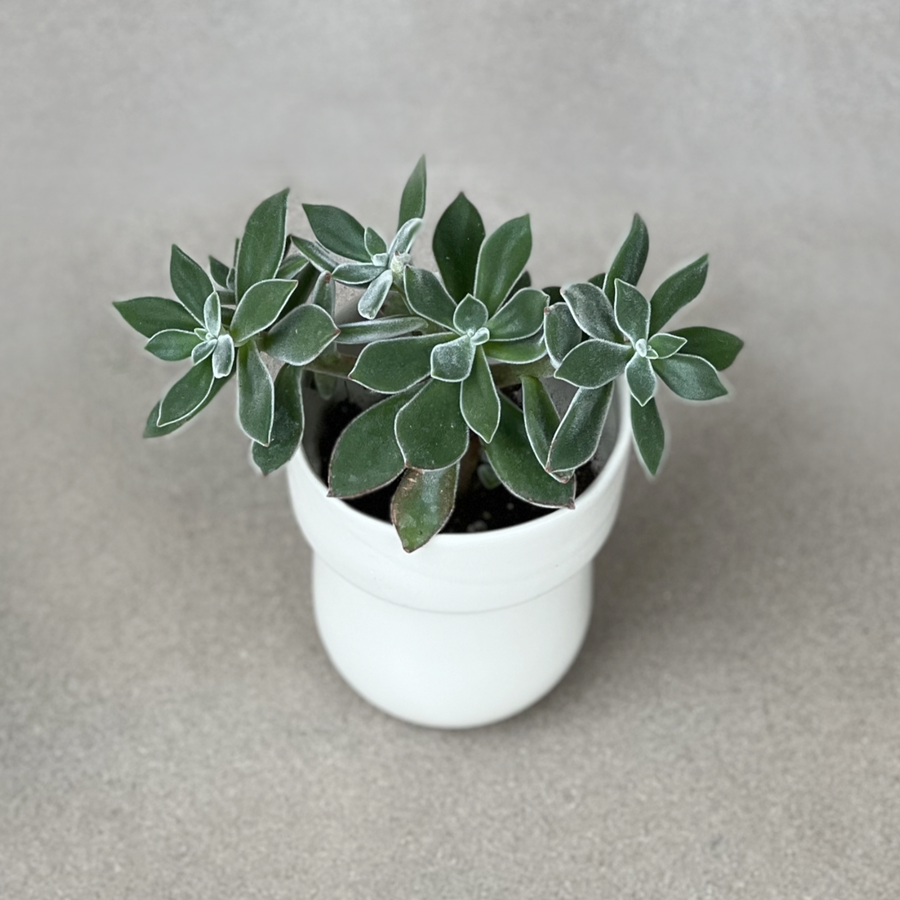 TQD PorcelainPlanter / Gloss Bone White W/Lip