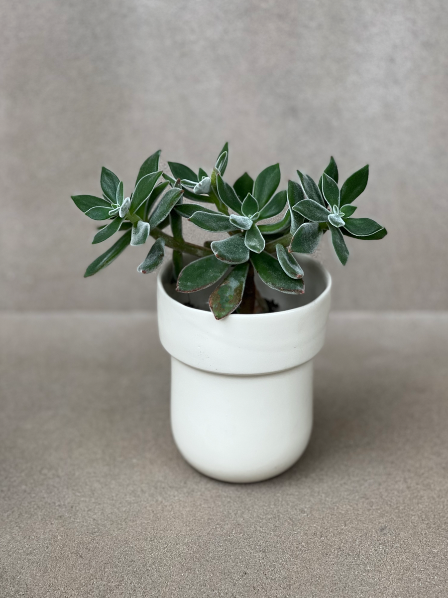 TQD PorcelainPlanter / Gloss Bone White W/Lip