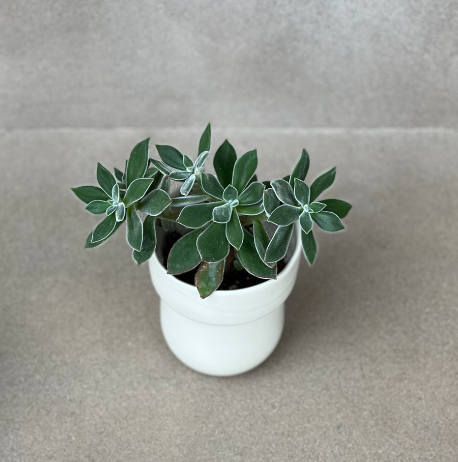 TQD PorcelainPlanter / Gloss Bone White W/Lip