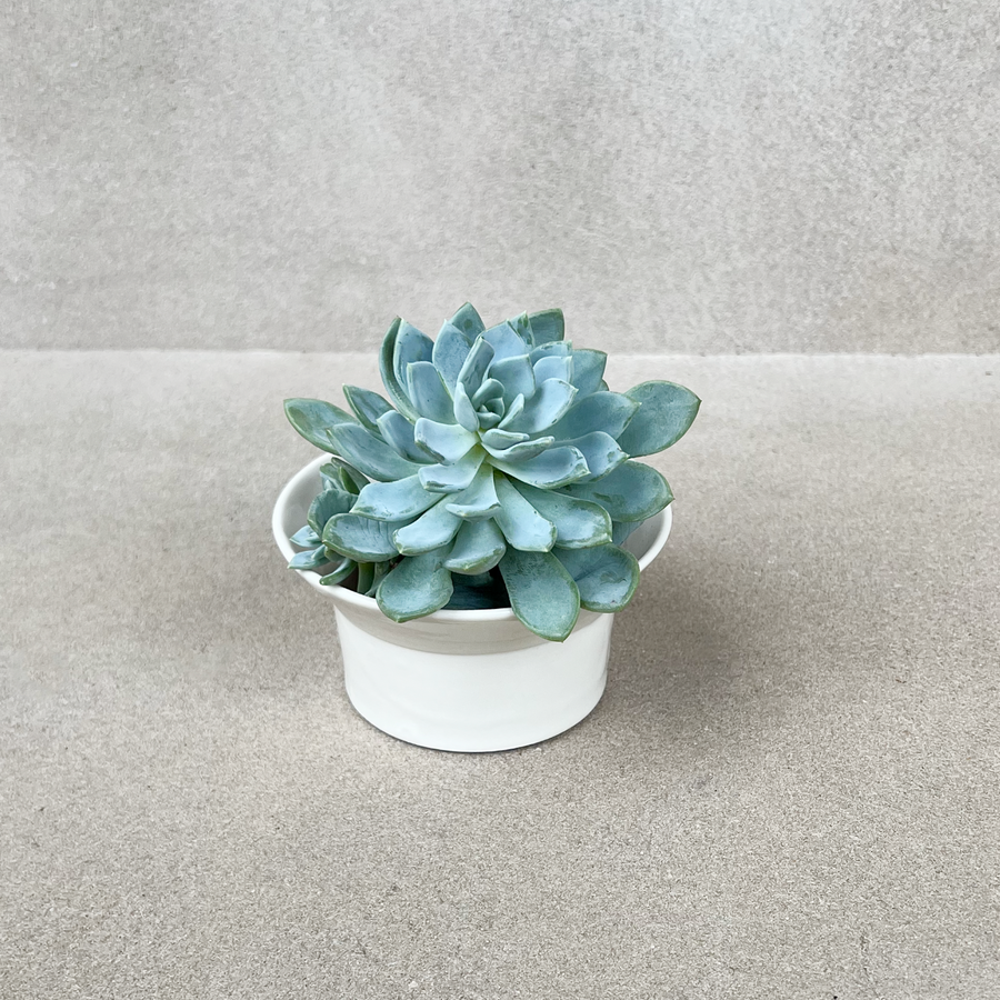 TQD PorcelainPlanter / short Gloss Bone Bulb planter