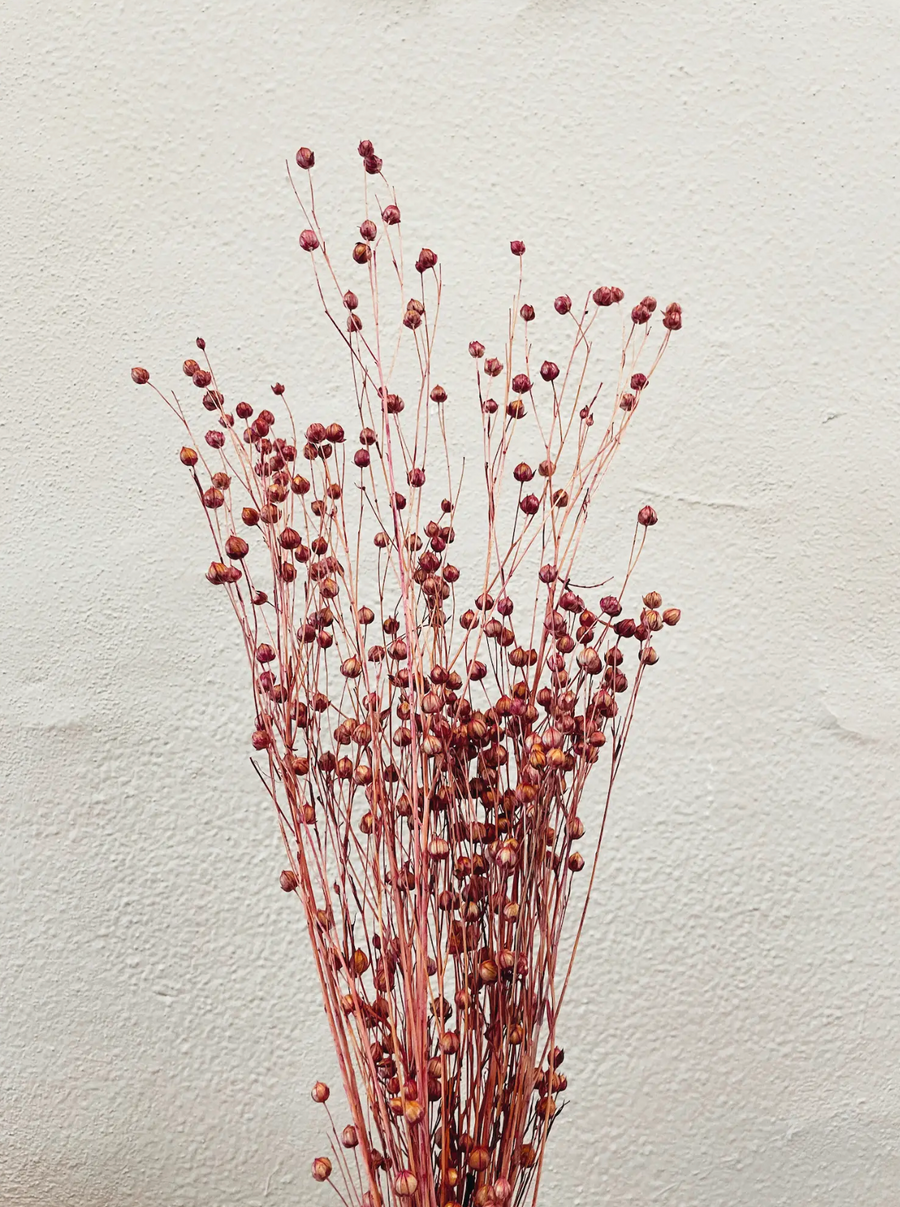Linum Flowers / Pink