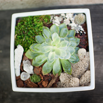DECORATIVE CONTAINER GARDEN WORKSHOP (BYOB)