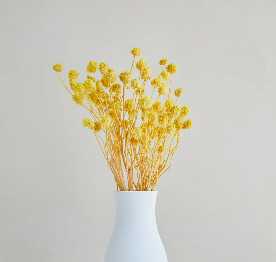 Preserved Yellow Scabiosa Stellata