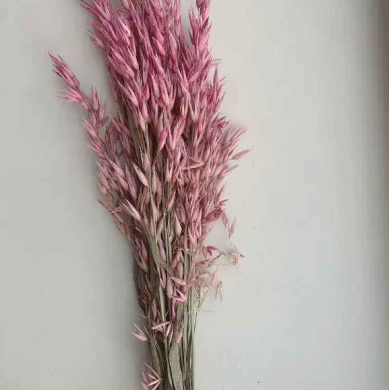 Avena Flowers / Pink
