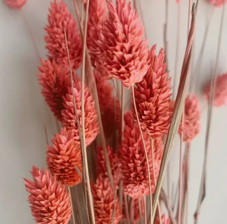 Phalaris / Pink
