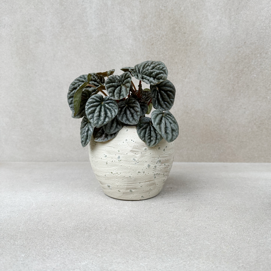 Goldie Pot Seasalt Planter