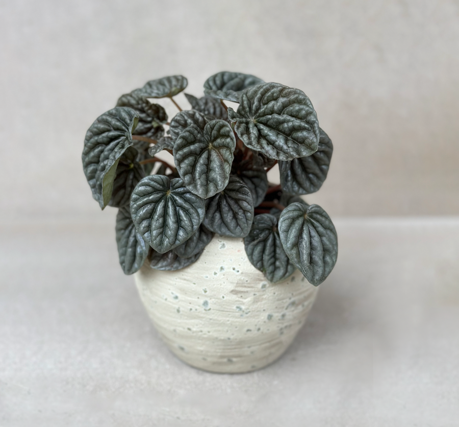 Goldie Pot Seasalt Planter