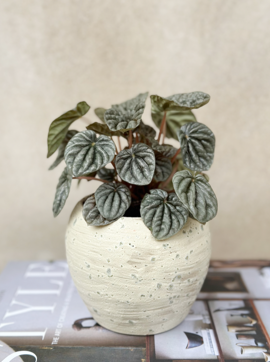 Goldie Pot Seasalt Planter