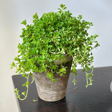 Plant / Baby Tears